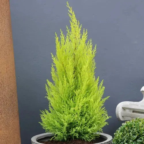 Tree Cypress Conifer Outdoor Garden plant 2 x Cupressus Plants in 10.5cm Pots Royalcart