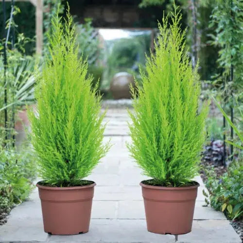 Tree Cypress Conifer Outdoor Garden plant 2 x Cupressus Plants in 10.5cm Pots Royalcart