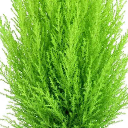 Tree Cypress Conifer Outdoor Garden plant 2 x Cupressus Plants in 10.5cm Pots Royalcart