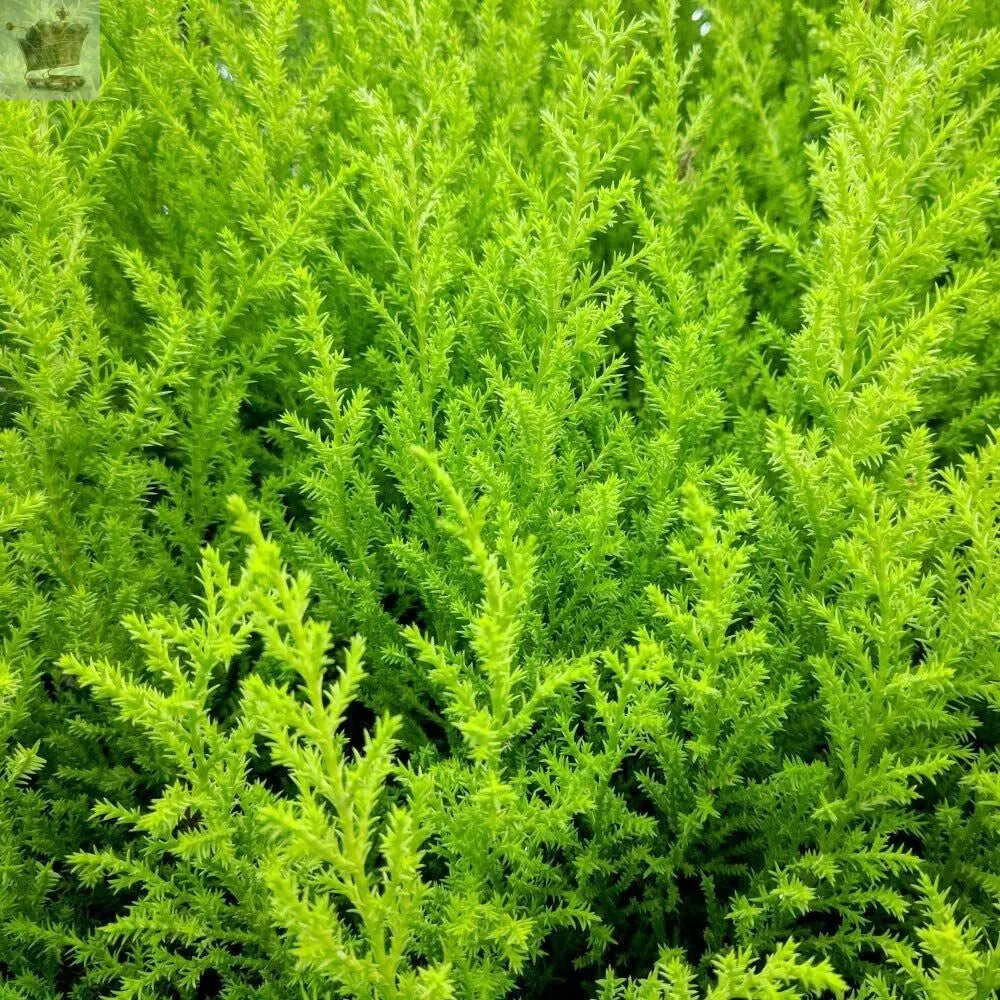 Tree Cypress Conifer Outdoor Garden plant 2 x Cupressus Plants in 10.5cm Pots Royalcart