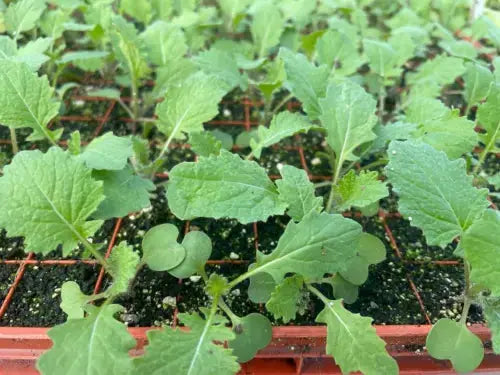 Turnip 6 Plug Plants "Grow Your Own"Vegetables Ready to Plant Now Vegetable Plants Royalcart