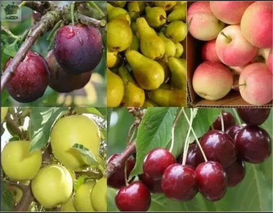 Two Apples, One Pear, One Plum & One Cherry - 5 Trees Royalcart