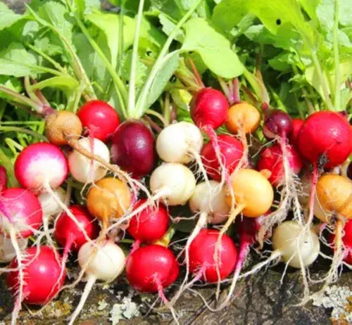 VEGETABLE SEEDS RADISH RAINBOW MIX Royalcart