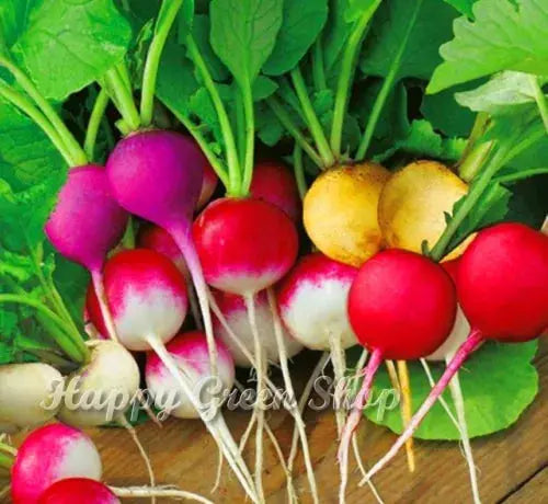 VEGETABLE SEEDS RADISH RAINBOW MIX Royalcart