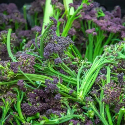 Vegetable Plants - Sprouting Broccoli 'Cardinal'- 6 x Plug Plant Pack Royalcart