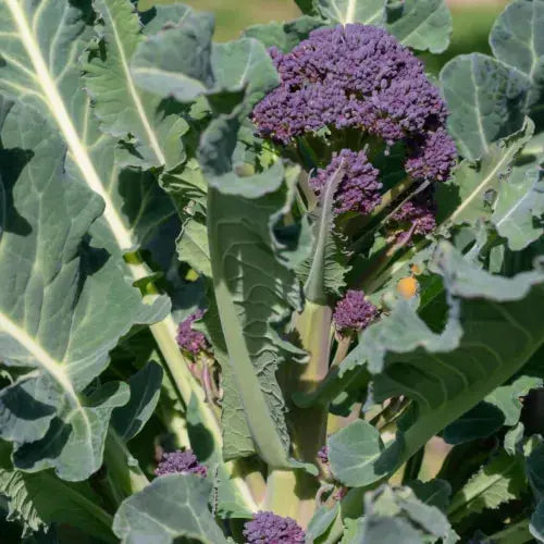 Vegetable Plants - Sprouting Broccoli 'Cardinal'- 6 x Plug Plant Pack Royalcart