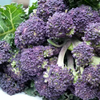 Vegetable Plants - Sprouting Broccoli 'Cardinal'- 6 x Plug Plant Pack Royalcart