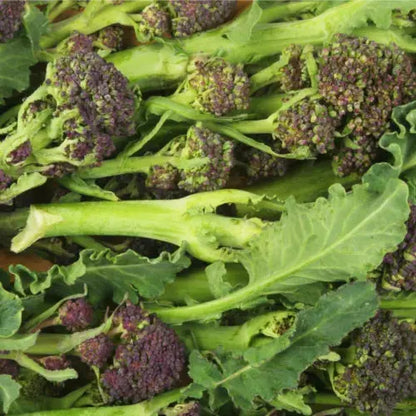 Vegetable Plants - Sprouting Broccoli 'Cardinal'- 6 x Plug Plant Pack Royalcart