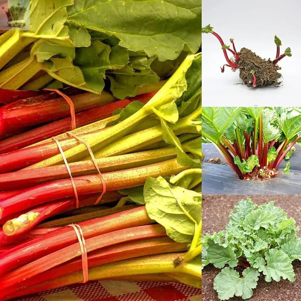 Rhubarb Victoria | Potted Garden Edible Plant | Grow Your Own Fruit / Vegetables Royalcart