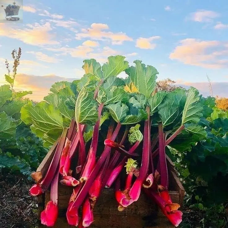 Rhubarb Victoria | Potted Garden Edible Plant | Grow Your Own Fruit / Vegetables Royalcart