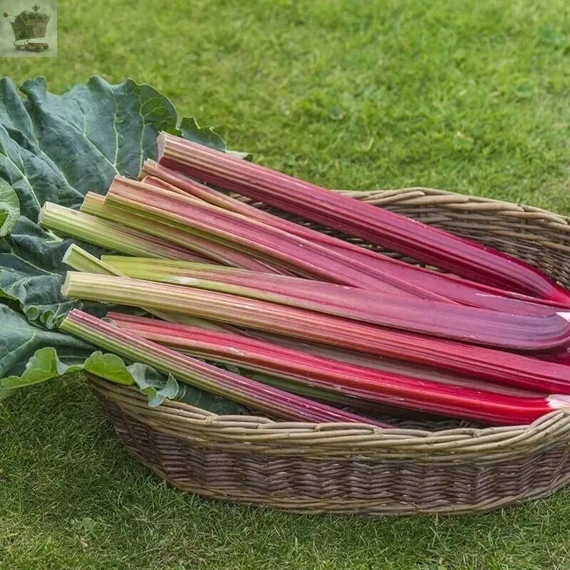 Rhubarb Victoria | Potted Garden Edible Plant | Grow Your Own Fruit / Vegetables Royalcart