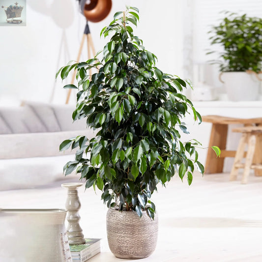 Weeping Fig Large Indoor House Plant Real Ficus Danielle Evergreen Tall Plants Royalcart