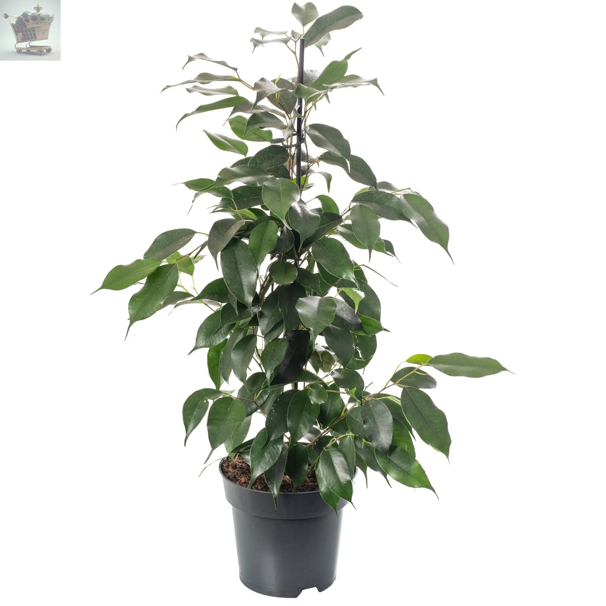 Weeping Fig Large Indoor House Plant Real Ficus Danielle Evergreen Tall Plants Royalcart