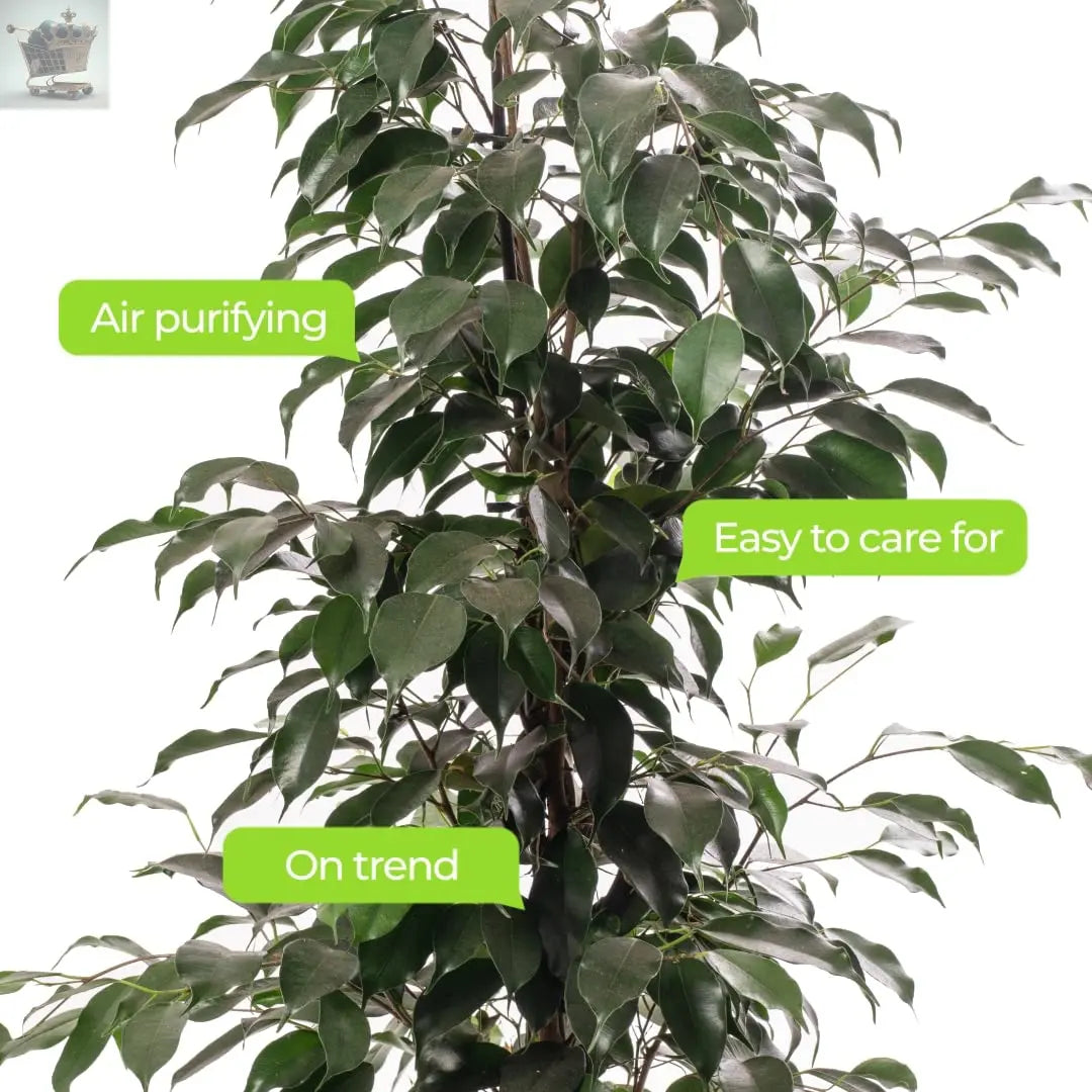 Weeping Fig Large Indoor House Plant Real Ficus Danielle Evergreen Tall Plants Royalcart