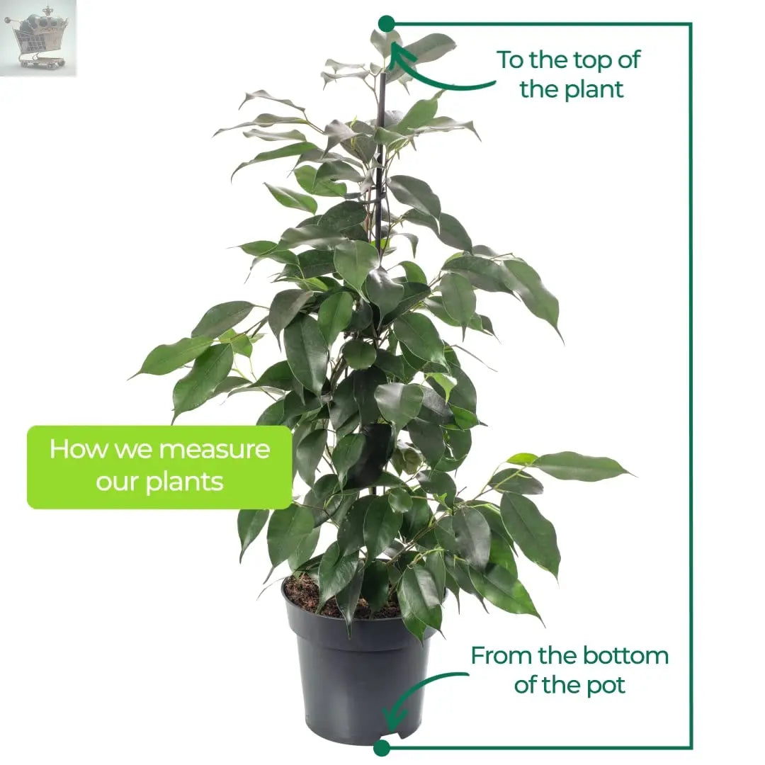 Weeping Fig Large Indoor House Plant Real Ficus Danielle Evergreen Tall Plants Royalcart