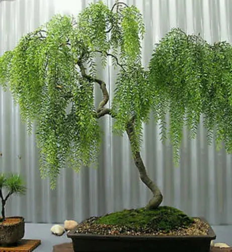 Weeping tea tree! RARE! Hardy!!! Ideal indoor or outdoor bonsai! Fresh seeds! Royalcart