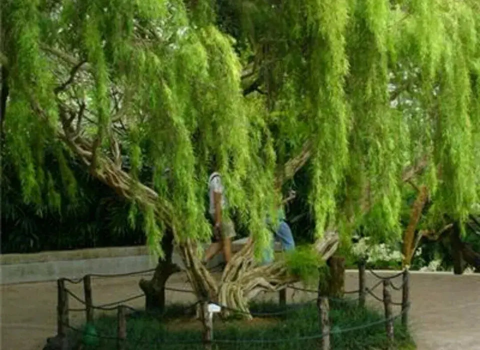 Weeping tea tree! RARE! Hardy!!! Ideal indoor or outdoor bonsai! Fresh seeds! Royalcart