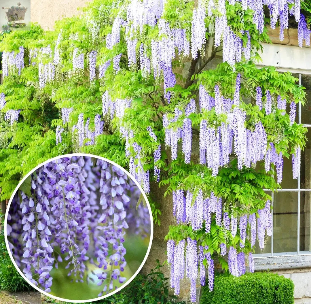 Wisteria sinensis | Blue Flowering Deciduous Hardy Climbing Garden Shrub Plant 60-80 inc Pot Royalcart