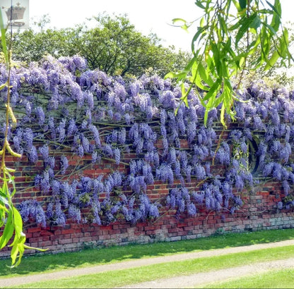 Wisteria sinensis | Blue Flowering Deciduous Hardy Climbing Garden Shrub Plant 60-80 inc Pot Royalcart