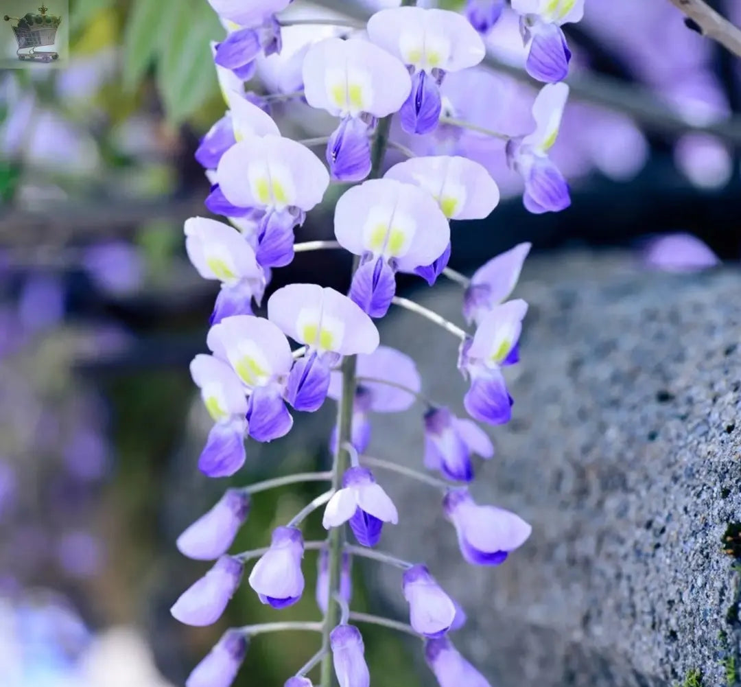 Wisteria sinensis | Blue Flowering Deciduous Hardy Climbing Garden Shrub Plant 60-80 inc Pot Royalcart