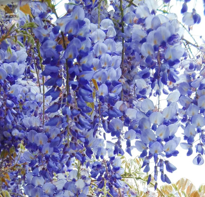 Wisteria sinensis | Blue Flowering Deciduous Hardy Climbing Garden Shrub Plant 60-80 inc Pot Royalcart