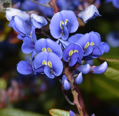 Wisteria sinensis | Blue Flowering Deciduous Hardy Climbing Garden Shrub Plant 60-80 inc Pot Royalcart