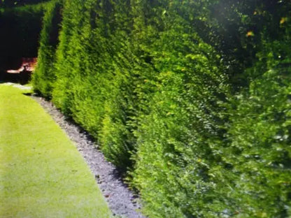 YEW . English Yew 75 top quality seeds . excellent hedging . LOVELY BONSAI Royalcart