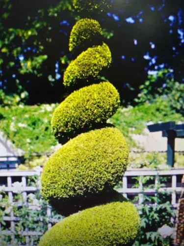 YEW . English Yew 75 top quality seeds . excellent hedging . LOVELY BONSAI Royalcart