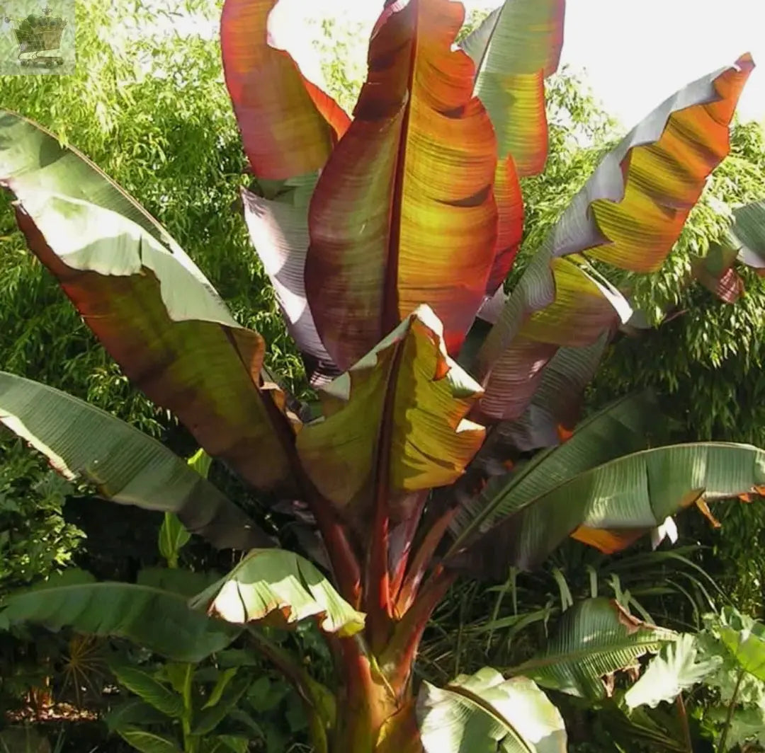 You Garden Ensete Maurelii Red Abysinnian Banana Plant 30-40cm Tall Exotic Plant - Royalcart