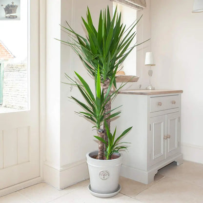 Yucca Plant Elephantipes House Plant - 90cm Tall with 3 Stems Supplied in 21cm Pot Royalcart