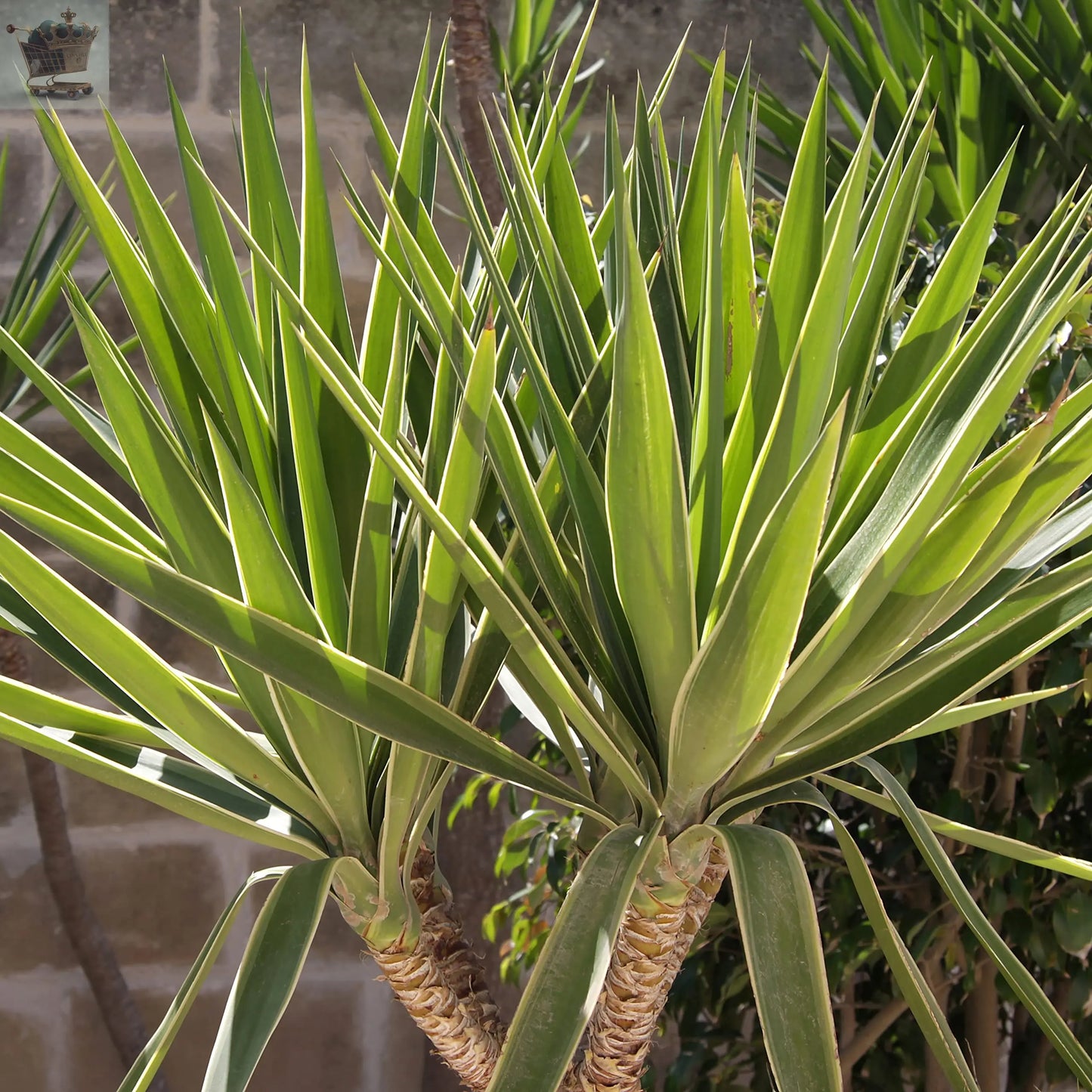 Yucca Plant Elephantipes House Plant - 90cm Tall with 3 Stems Supplied in 21cm Pot Royalcart