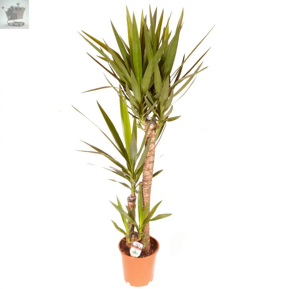 Yucca Plant Elephantipes House Plant - 90cm Tall with 3 Stems Supplied in 21cm Pot Royalcart