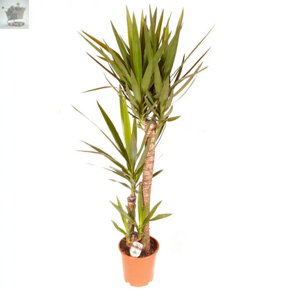 Yucca Plant Elephantipes House Plant - 90cm Tall with 3 Stems Supplied in 21cm Pot Royalcart