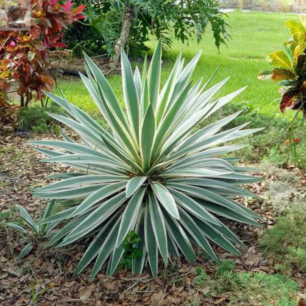 Yucca Variegata - Variegated Spanish Dagger | Evergreen Potted Grassy Shrub Royalcart