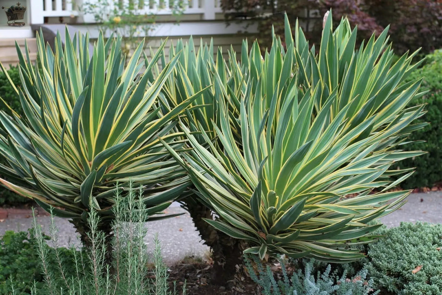 Yucca Variegata - Variegated Spanish Dagger | Evergreen Potted Grassy Shrub Royalcart