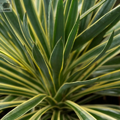 Yucca Variegata - Variegated Spanish Dagger | Evergreen Potted Grassy Shrub Royalcart