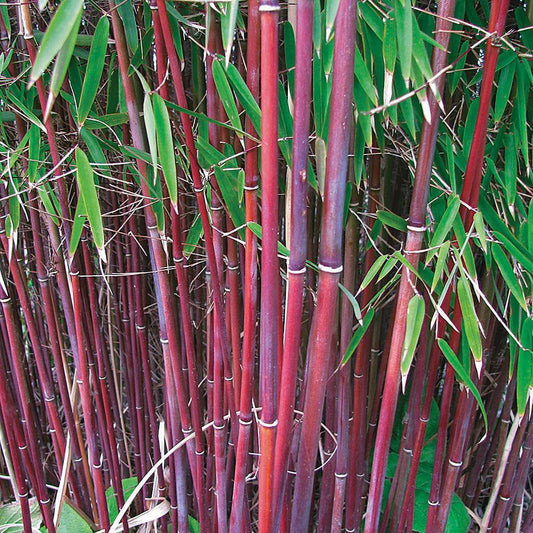 Red Umbrella Bamboo Hardy Garden Plants Easy to Grow 9cm Potted Plant Royalcart