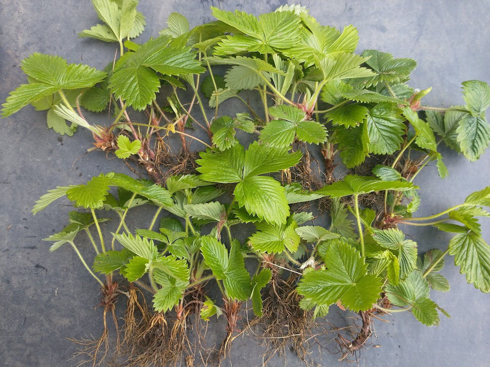 20 X Russian Wild Strawberry Plants! Berries All Year Round! Royalcart