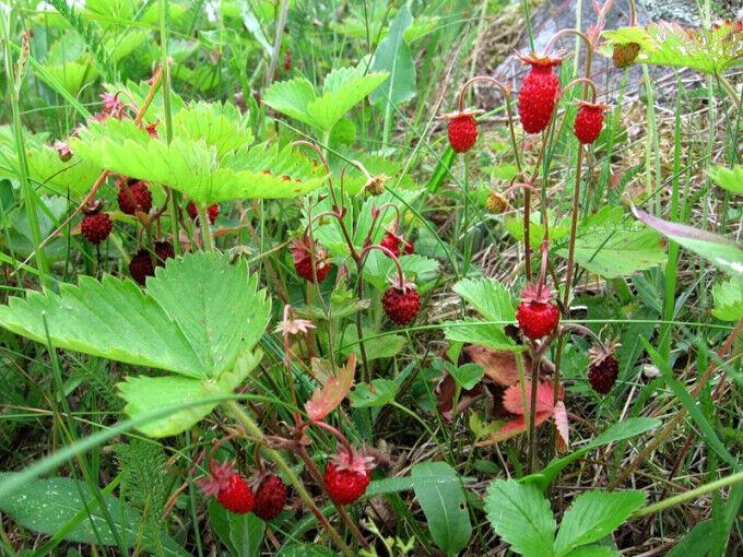 20 X Russian Wild Strawberry Plants! Berries All Year Round! Royalcart