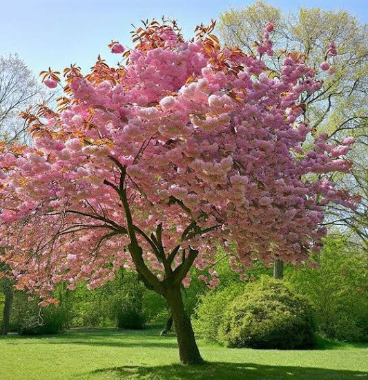 Kanzan Flowering Cherry Blossom Tree Outdoor Ornamental Prunus Bare Root 1.2m