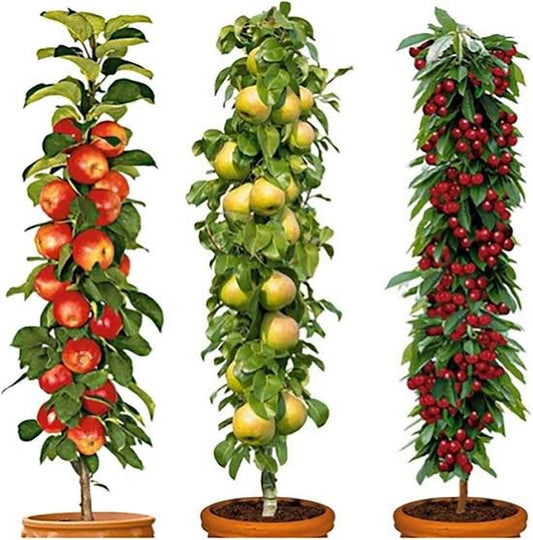 3 Pillar Fruit Trees Apple, Cherry & Pear Garden Patio Terraces