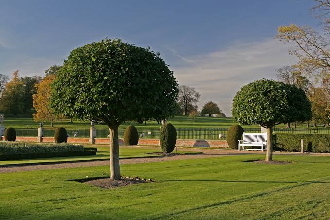 Prunus lusitanica | Portuguese Laurel | Ornamental Garden Tree | 5-6ft