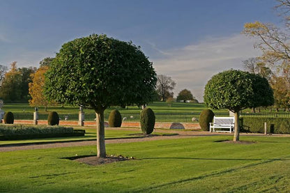 Prunus lusitanica | Portuguese Laurel | Ornamental Garden Tree | 5-6ft