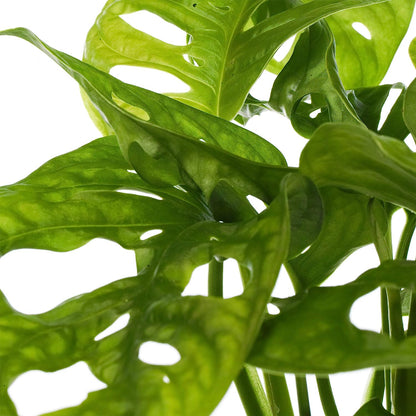 Vibrant Monstera Obliqua - Monkey Leaf | Indoor Potted Houseplant | 20-30cm with Pot