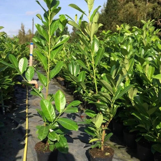 Cherry Laurel Hedging Plants Large 2-3ft Supplied in 2L Pots Royalcart