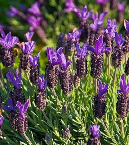 8x French lavender Plug Plants