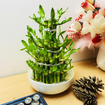 1 LUCKY BAMBOO RIBBON PLANT EVERGREEN INDOOR BONSAI IN CERAMIC POT FOR FENG SHUI