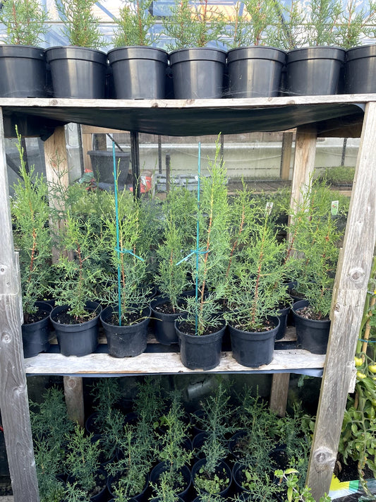 Pair of Italian Cypress Cupressus pencil Trees 45-50cm Tall, in 15 cm pots