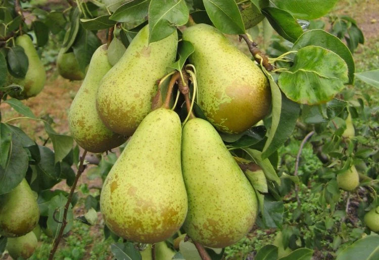 Conference Pear Tree 3-4ft 4L Pot, Self-Fertile & Heavy Cropper, Ready to Fruit