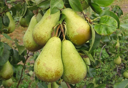 Conference Pear Tree 3-4ft 4L Pot, Self-Fertile & Heavy Cropper, Ready to Fruit